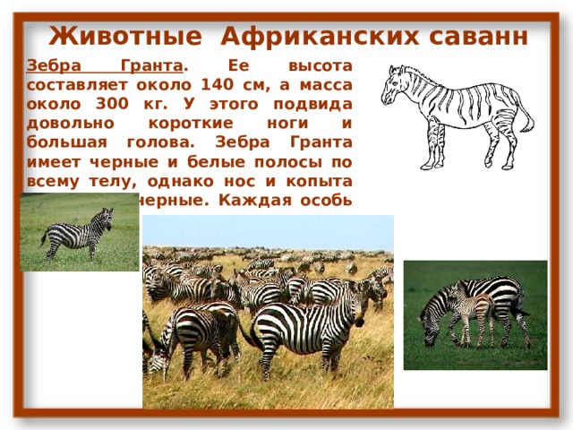 Животные Африканских саванн Зебра Гранта . Ее высота составляет около 140 см, а масса около 300 кг. У этого подвида довольно короткие ноги и большая голова. Зебра Гранта имеет черные и белые полосы по всему телу, однако нос и копыта полностью черные. Каждая особь обладает своим уникальным окрасом. 