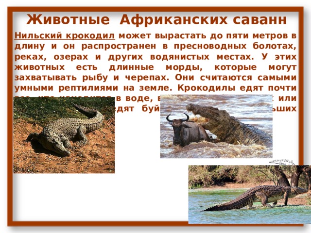 Животные Африканских саванн Нильский крокодил может вырастать до пяти метров в длину и он распространен в пресноводных болотах, реках, озерах и других водянистых местах. У этих животных есть длинные морды, которые могут захватывать рыбу и черепах. Они считаются самыми умными рептилиями на земле. Крокодилы едят почти все, что находится в воде, включая рыб, черепах или птиц. Они даже едят буйволов, антилоп, больших кошек. 