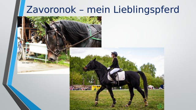 Zavoronok – mein Lieblingspferd 