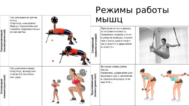 Режимы работы мышц 
