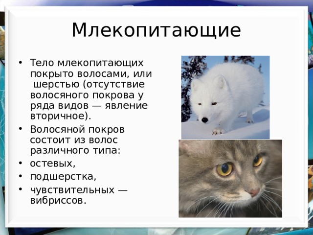 Млекопитающие Тело млекопитающих покрыто волосами, или шерстью (отсутствие волосяного покрова у ряда видов — явление вторичное). Волосяной покров состоит из волос различного типа: остевых, подшерстка, чувствительных — вибриссов. 