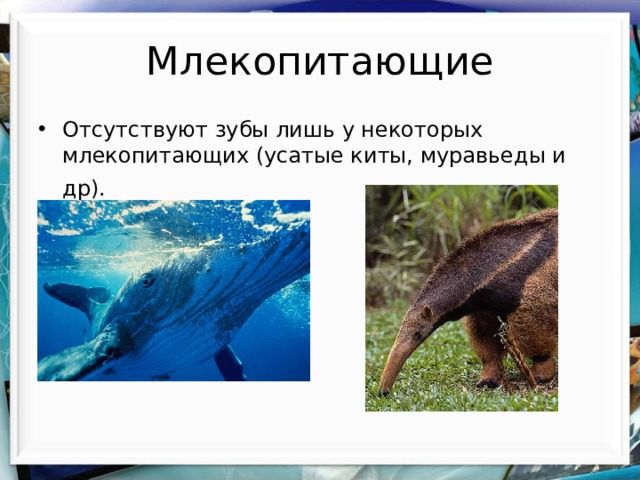 Млекопитающие Отсутствуют зубы лишь у некоторых млекопитающих (усатые киты, муравьеды и др).  