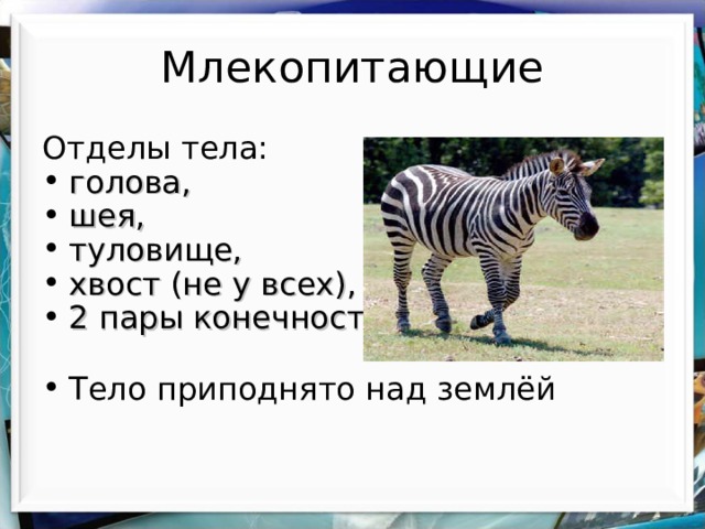 Млекопитающие Отделы тела: голова, шея, туловище, хвост (не у всех), 2 пары конечностей.  Тело приподнято над землёй 