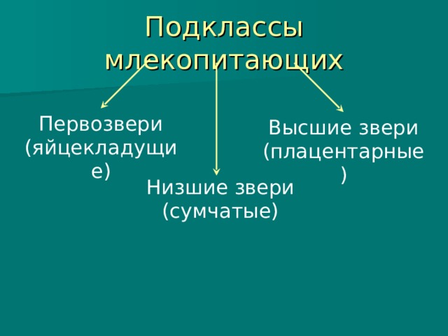 Подклассы млекопитающих Первозвери (яйцекладущие) Высшие звери (плацентарные) Низшие звери (сумчатые) 