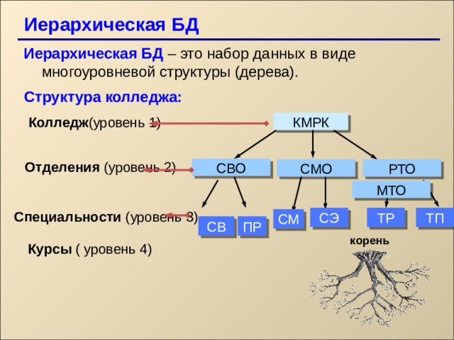 Иерархическая БД   Иерархическая БД – это набор данных в виде многоуровневой структуры (дерева). Структура колледжа: Колледж (уровень 1) КМРК Отделения (уровень 2) СВО СМО РТО МТО Специальности (уровень 3) СЭ ТР ТП СМ ПР СВ корень Курсы ( уровень 4) 