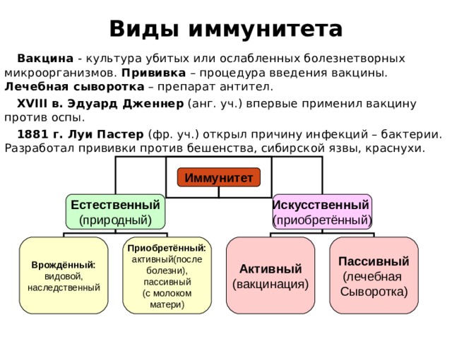 Виды иммунитета  Вакцина - культура убитых или ослабленных болезнетворных микроорганизмов. Прививка – процедура введения вакцины. Лечебная сыворотка – препарат антител.  XVIII в. Эдуард Дженнер (анг. уч.) впервые применил вакцину против оспы.  1881 г. Луи Пастер (фр. уч.) открыл причину инфекций – бактерии. Разработал прививки против бешенства, сибирской язвы, краснухи. Иммунитет Естественный (природный) Искусственный (приобретённый) Врождённый: видовой, наследственный Приобретённый: активный(после болезни), пассивный (с молоком матери) Активный (вакцинация) Пассивный (лечебная Сыворотка) 