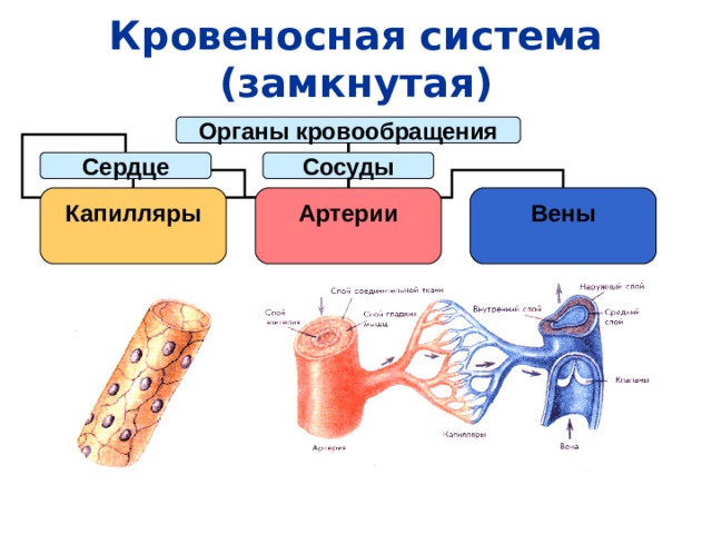 Кровеносная система (замкнутая) Органы кровообращения Сердце Сосуды Капилляры  Артерии  Вены  