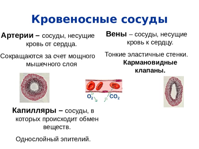 Кровеносные сосуды Вены – сосуды, несущие кровь к сердцу. Тонкие эластичные стенки. Кармановидные клапаны. Артерии – сосуды, несущие кровь от сердца. Сокращаются за счет мощного мышечного слоя Капилляры – сосуды, в которых происходит обмен веществ. Однослойный эпителий. 