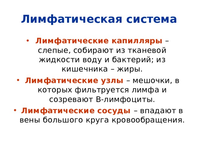 Лимфатическая система Лимфатические капилляры – слепые, собирают из тканевой жидкости воду и бактерий; из кишечника – жиры. Лимфатические узлы – мешочки, в которых фильтруется лимфа и созревают В-лимфоциты. Лимфатические сосуды  – впадают в вены большого круга кровообращения. 