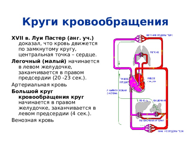 Круги кровообращения XVII в. Луи Пастер (анг. уч.) доказал, что кровь движется по замкнутому кругу, центральная точка – сердце. Легочный (малый) начинается в левом желудочке, заканчивается в правом предсердии (20 -23 сек.). Артериальная кровь Большой круг кровообращения  круг начинается в правом желудочке, заканчивается в левом предсердии (4 сек.). Венозная кровь 