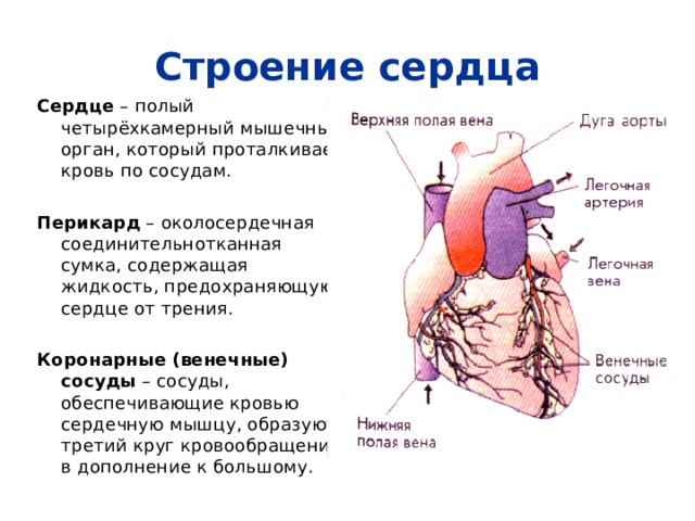 Строение сердца Сердце – полый четырёхкамерный мышечный орган, который проталкивает кровь по сосудам. Перикард – околосердечная соединительнотканная сумка, содержащая жидкость, предохраняющую сердце от трения. Коронарные  (венечные) сосуды – сосуды, обеспечивающие кровью сердечную мышцу, образуют третий круг кровообращения в дополнение к большому. 