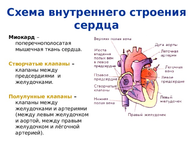 Схема внутреннего строения сердца Миокард – поперечнополосатая мышечная ткань сердца. Створчатые клапаны – клапаны между предсердиями и желудочками. Полулунные клапаны – клапаны между желудочками и артериями (между левым желудочком и аортой, между правым желудочком и лёгочной артерией). 