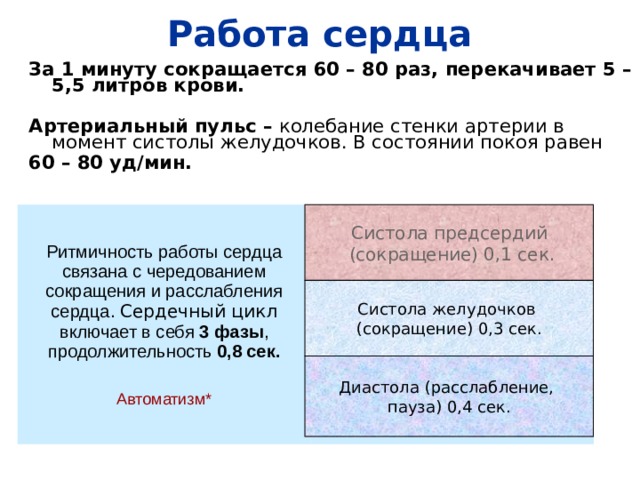 Работа сердца За 1 минуту сокращается 60 – 80 раз, перекачивает 5 – 5,5 литров крови.  Артериальный пульс – колебание стенки артерии в момент систолы желудочков. В состоянии покоя равен 60 – 80 уд/мин.    Систола предсердий  (сокращение) 0,1 сек. Ритмичность работы сердца связана с чередованием сокращения и расслабления сердца. Сердечный цикл включает в себя 3 фазы , продолжительность 0,8 сек.  Автоматизм* Систола желудочков (сокращение) 0,3 сек. Диастола (расслабление, пауза) 0,4 сек. 