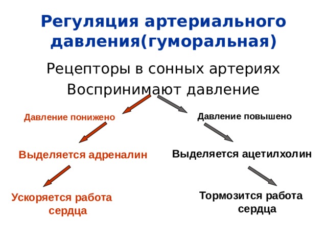 Регуляция артериального давления(гуморальная) Рецепторы в сонных артериях Воспринимают давление Давление повышено Давление понижено Выделяется ацетилхолин Выделяется адреналин Тормозится работа сердца Ускоряется работа сердца 