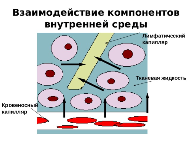 Взаимодействие компонентов  внутренней среды Лимфатический капилляр Тканевая жидкость Кровеносный капилляр 