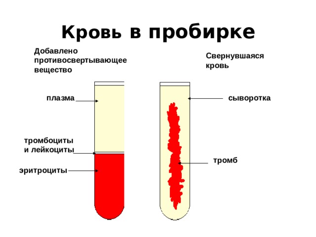 Кровь в пробирке Добавлено противосвертывающее вещество Свернувшаяся кровь плазма сыворотка тромбоциты и лейкоциты тромб эритроциты 