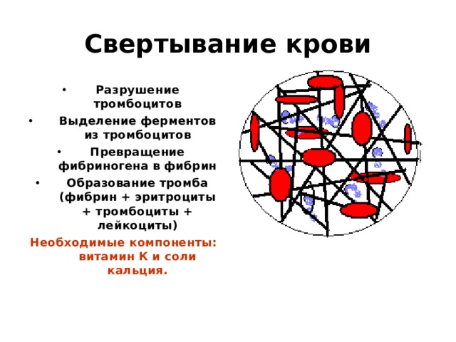 Свертывание крови Разрушение тромбоцитов Выделение ферментов из тромбоцитов Превращение фибриногена в фибрин Образование тромба (фибрин + эритроциты + тромбоциты + лейкоциты) Необходимые компоненты: витамин К и соли кальция. 