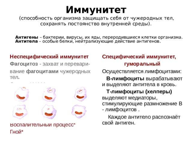 Иммунитет   (способность организма защищать себя от чужеродных тел, сохранять постоянство внутренней среды).    Антигены – бактерии, вирусы, их яды, переродившиеся клетки организма.   Антитела – особые белки, нейтрализующие действие антигенов.   Неспецифический иммунитет Фагоцитоз - захват и перевари- вание фагоцитами чужеродных тел . Открыл И.И.Мечников. Специфический иммунитет,  гуморальный Воспалительный процесс* Гной* Осуществляется лимфоцитами:  В-лимфоциты вырабатывают и выделяют антитела в кровь.  Т-лимфоциты  (хелперы) выделяют медиаторы, стимулирующие размножение В - лимфоцитов .  Каждое антитело распознаёт свой антиген. 