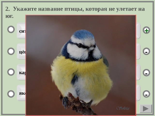 2. Укажите название птицы, которая не улетает на юг. ситявня + цёфкс - карга - яксярга -  