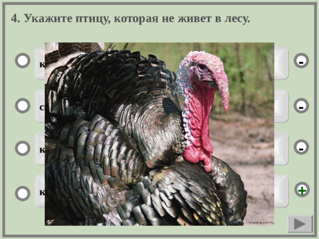 4. Укажите птицу, которая не живет в лесу. куку - ситявня - корож - курка +  