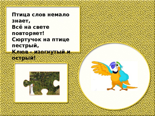 Птица слов немало знает, Всё на свете повторяет! Сюртучок на птице пестрый, Клюв - изогнутый и острый! 