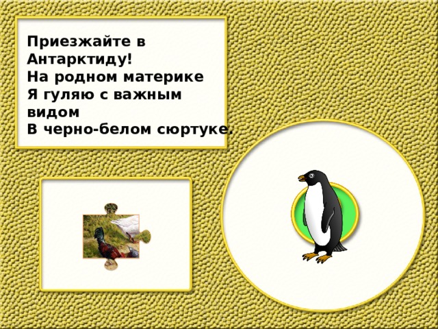 Приезжайте в Антарктиду! На родном материке Я гуляю с важным видом В черно-белом сюртуке. 