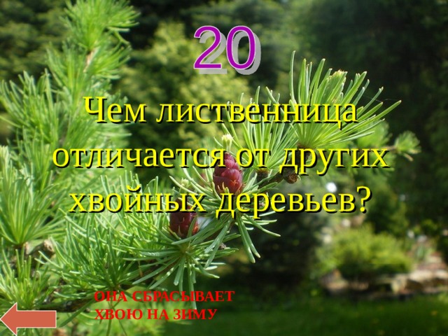Чем лиственница отличается от других хвойных деревьев? ОНА СБРАСЫВАЕТ ХВОЮ НА ЗИМУ 