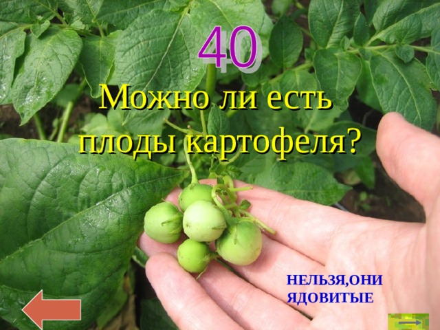 Можно ли есть  плоды картофеля? НЕЛЬЗЯ,ОНИ ЯДОВИТЫЕ 