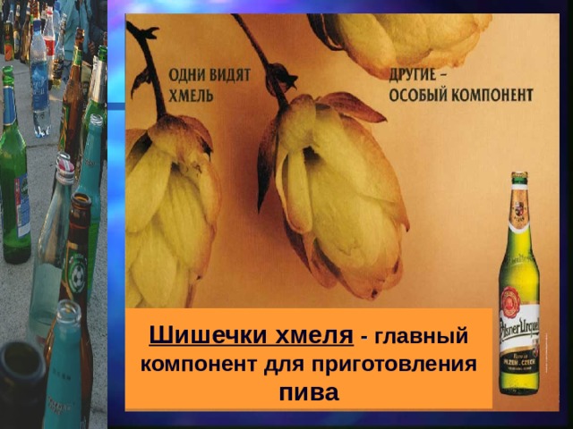 Шишечки хмеля  - главный компонент для приготовления пива 