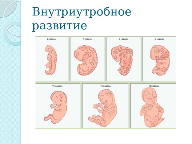 Внутриутробное развитие 