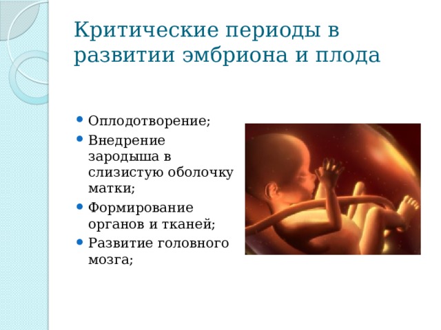 Критические периоды в развитии эмбриона и плода Оплодотворение; Внедрение зародыша в слизистую оболочку матки; Формирование органов и тканей; Развитие головного мозга; 