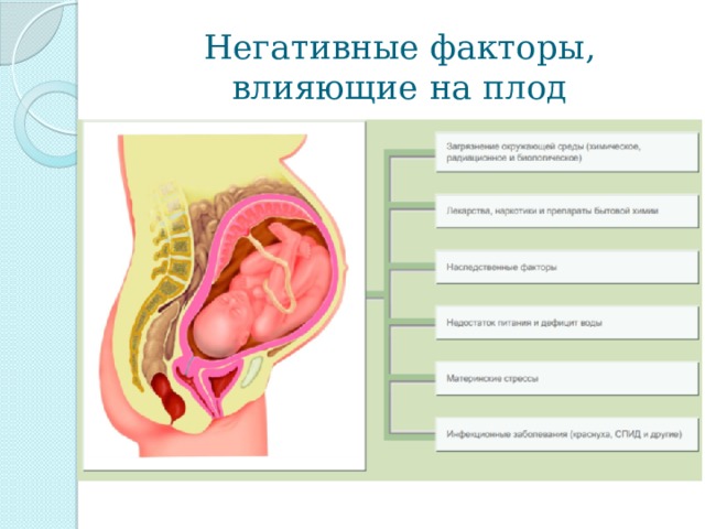 Негативные факторы, влияющие на плод 