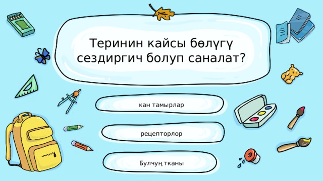 Теринин кайсы бөлүгү сездиргич болуп саналат? кан тамырлар рецепторлор Булчуң тканы 