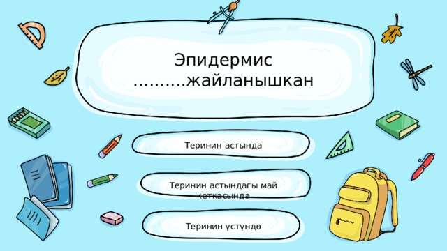 Эпидермис ..........жайланышкан Теринин астында Теринин астындагы май кеткасында Теринин үстүндө 