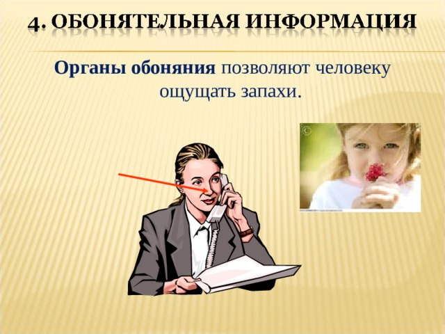 Органы обоняния позволяют человеку ощущать запахи. 