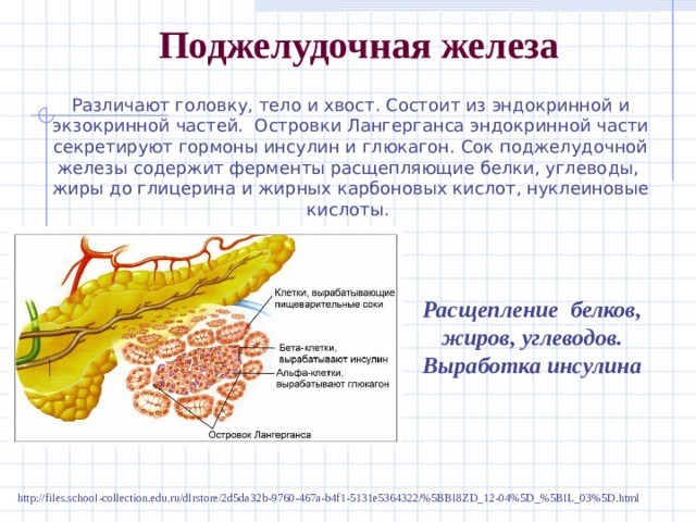 Поджелудочная железа Различают головку, тело и хвост. Состоит из эндокринной и экзокринной частей. Островки Лангерганса эндокринной части секретируют гормоны инсулин и глюкагон. Сок поджелудочной железы содержит ферменты расщепляющие белки, углеводы, жиры до глицерина и жирных карбоновых кислот, нуклеиновые кислоты. Расщепление белков, жиров, углеводов. Выработка инсулина http://files.school-collection.edu.ru/dlrstore/2d5da32b-9760-467a-b4f1-5131e5364322/%5BBI8ZD_12-04%5D_%5BIL_03%5D.html