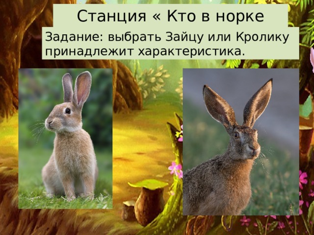 Станция « Кто в норке живет?» Задание: выбрать Зайцу или Кролику принадлежит характеристика. Заяц и кролик так похожи - невероятно симпатичные милахи. И всё же общего у них только то, что они относятся к отряду зайцеобразных, имеют похожий рацион питания и одних и тех же врагов. Кто более распространён? (Заяц) Кто крупнее? (Заяц) Кто не меняет шерстку окраски? (Кролик) Кто живет в норках?(кролик) Кого из них не возможно приучить? ( зайца)  