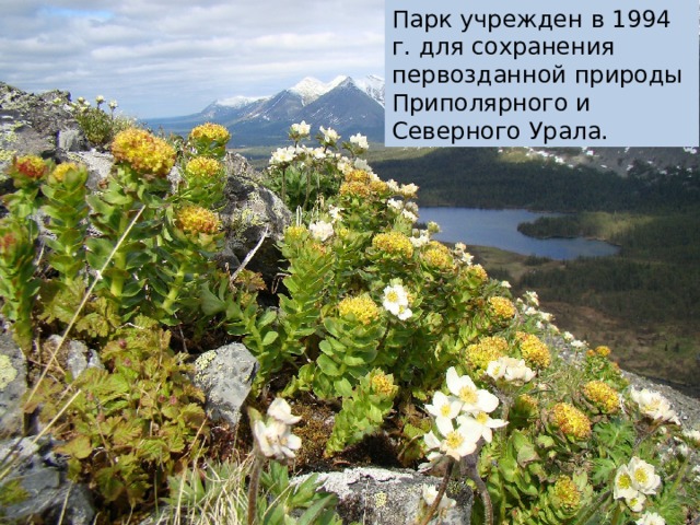 Парк учрежден в 1994 г. для сохранения первозданной природы Приполярного и Северного Урала. Парк учрежден в 1994 г. для сохранения первозданной природы Приполярного и Северного Урала: уникальных ландшафтов, многочисленных природных достопримечательностей, биологического разнообразия растительного и животного мира, а также немногочисленных, но необычайно выразительных памятников историко-культурного наследия — природных сакральных объектов коренных народов.  