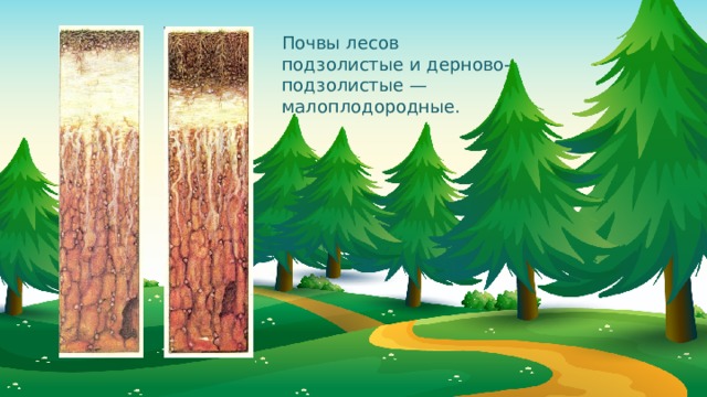 Почвы лесов подзолистые и дерново-подзолистые — малоплодородные. 