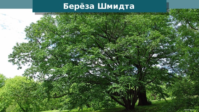 Берёза Шмидта Bostonian 13  