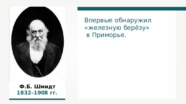 Впервые обнаружил «железную берёзу»  в Приморье. Ф.Б. Шмидт  18 32 –19 08 гг.  