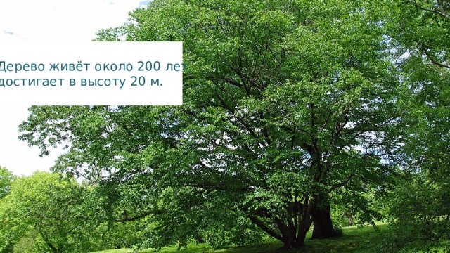 Дерево живёт около 200 лет, достигает в высоту 20 м. 