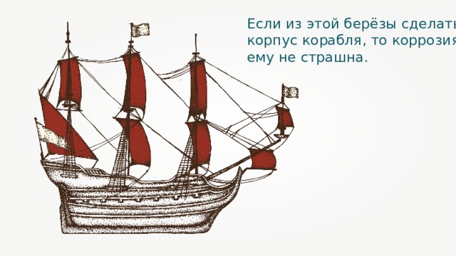 Если из этой берёзы сделать корпус корабля, то коррозия ему не страшна. 