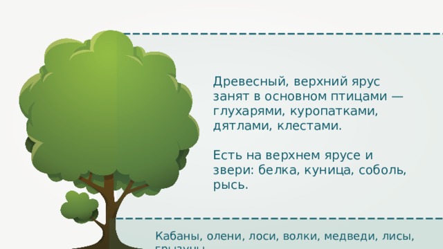 Древесный, верхний ярус занят в основном птицами — глухарями, куропатками, дятлами, клестами. Есть на верхнем ярусе и звери: белка, куница, соболь, рысь. Кабаны, олени, лоси, волки, медведи, лисы, грызуны 