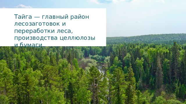 Тайга — главный район лесозаготовок и переработки леса, производства целлюлозы и бумаги. 