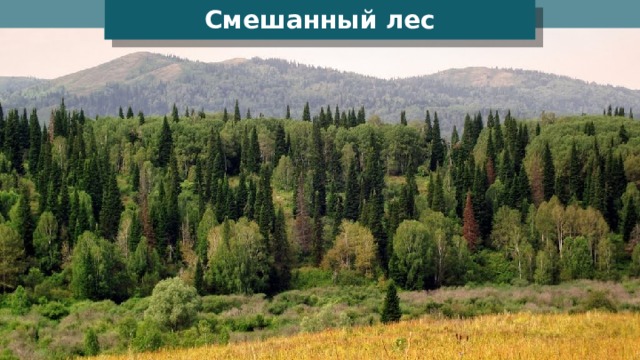 Смешанный лес 