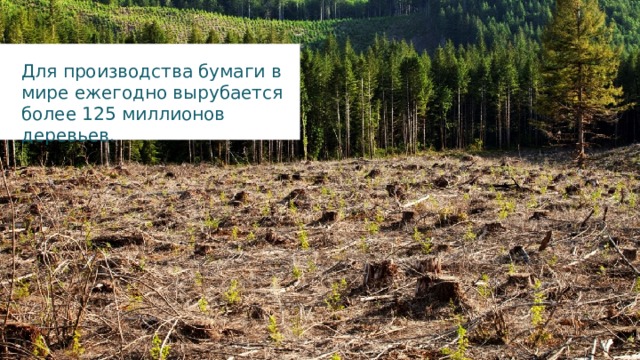Для производства бумаги в мире ежегодно вырубается более 125 миллионов деревьев. 