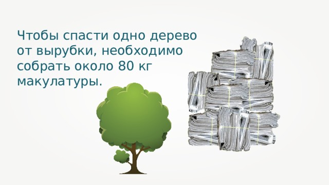 Чтобы спасти одно дерево от вырубки, необходимо собрать около 80 кг макулатуры.  