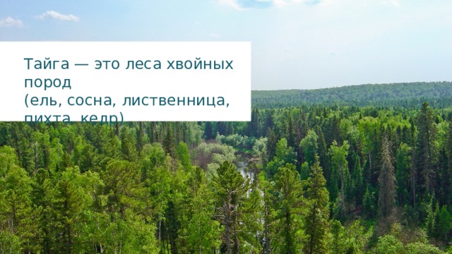 Тайга — это леса хвойных пород (ель, сосна, лиственница, пихта, кедр). 