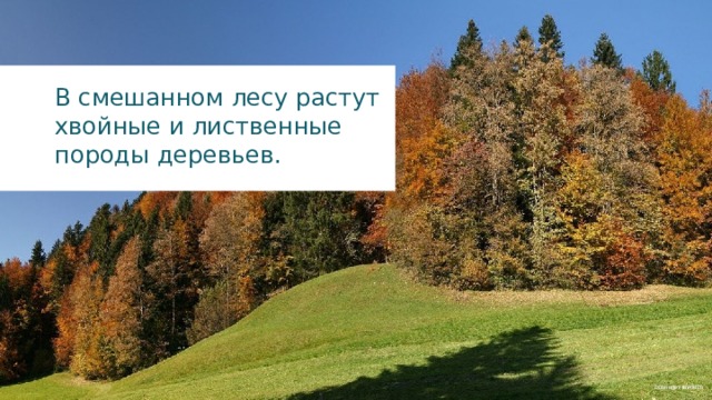 В смешанном лесу растут хвойные и лиственные породы деревьев. böhringer friedrich 